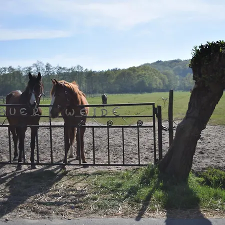 Marinus, Lovely Near The Sea And Beautiful Dune Area In The Netherlands Warmenhuizen