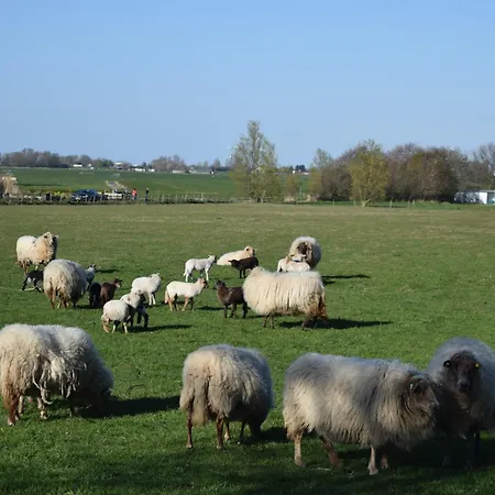 Marinus, Lovely Near The Sea And Beautiful Dune Area In The Netherlands *