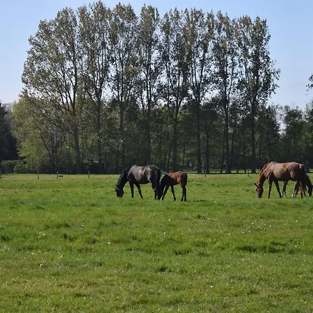 Marinus, Lovely Near The Sea And Beautiful Dune Area In The Netherlands * Warmenhuizen