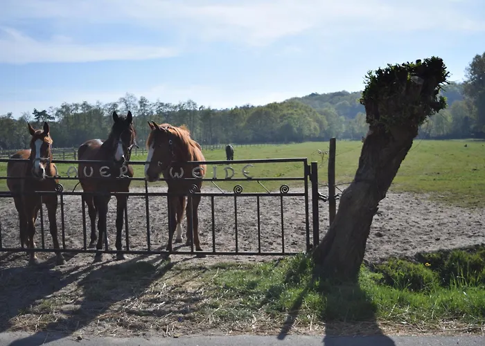 Marinus, Lovely Near The Sea And Beautiful Dune Area In The Netherlands Warmenhuizen