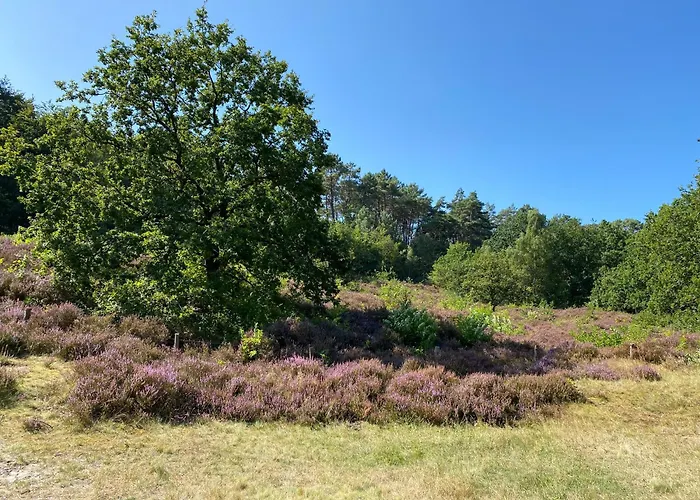 Marinus, Lovely Near The Sea And Beautiful Dune Area In The Netherlands Warmenhuizen