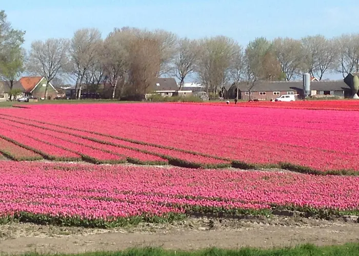 Marinus, Lovely Near The Sea And Beautiful Dune Area In The Netherlands בית נופש