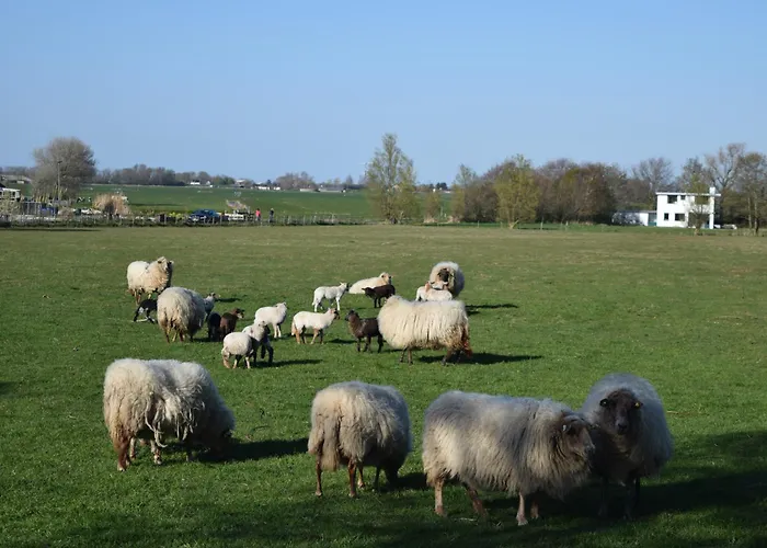 Marinus, Lovely Near The Sea And Beautiful Dune Area In The Netherlands *