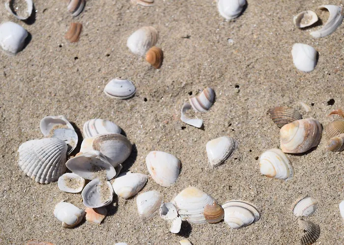 בית נופש Marinus, Lovely Near The Sea And Beautiful Dune Area In The Netherlands