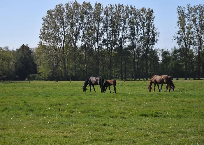Marinus, Lovely Near The Sea And Beautiful Dune Area In The Netherlands * Warmenhuizen