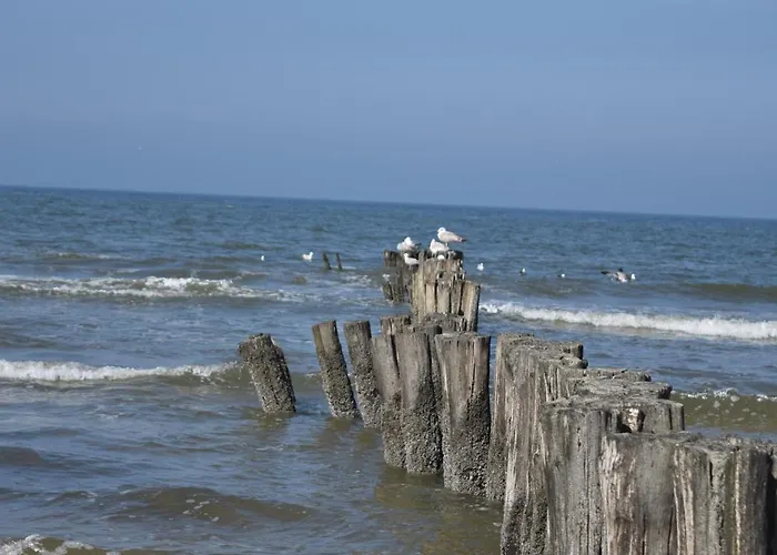 Marinus, Lovely Near The Sea And Beautiful Dune Area In The Netherlands